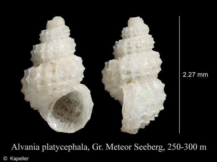 Alvania platycephala