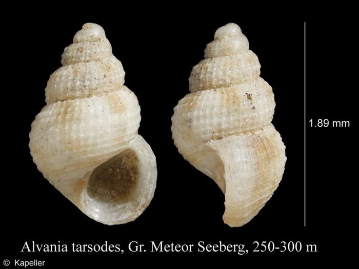 Alvania tarsodes Alvania tarsodes