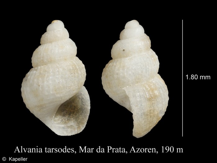 Alvania tarsodes Alvania tarsodes