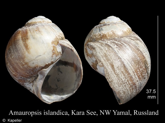 Amauropsis islandica