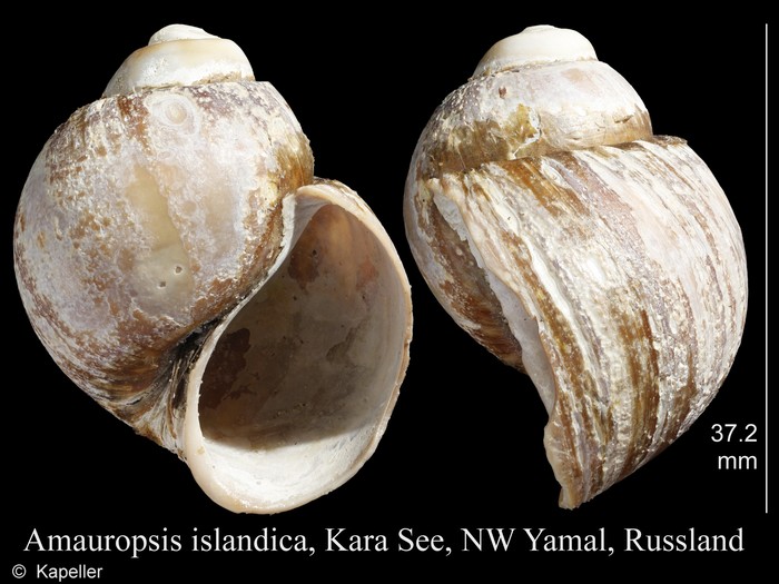 Amauropsis islandica