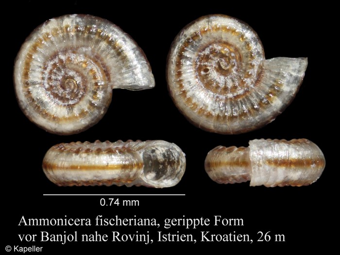 Ammonicera fischeriana Ammonicera fischeriana