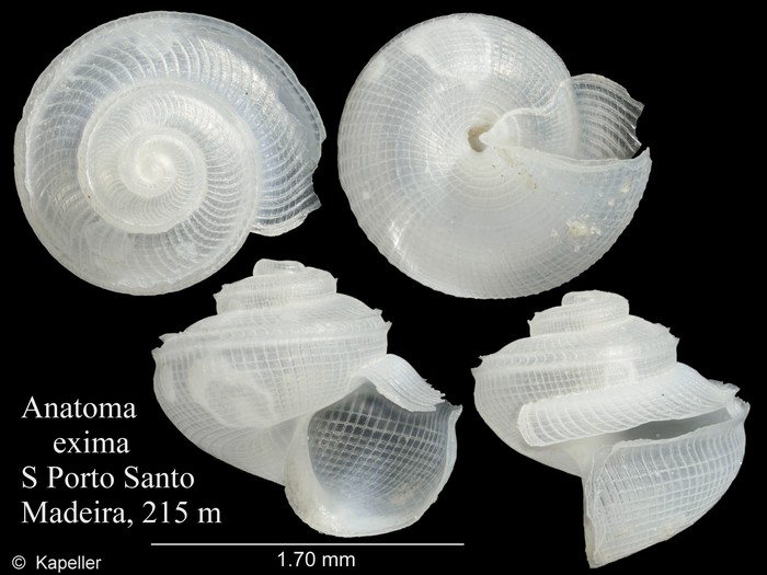 Anatoma eximia Anatoma eximia