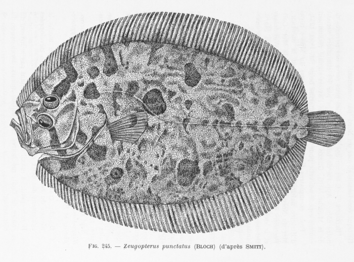Poll (1947, fig. 245) Poll (1947, fig. 245)