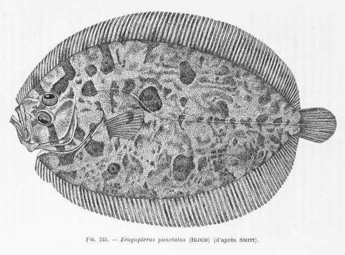 Poll (1947, fig. 245)