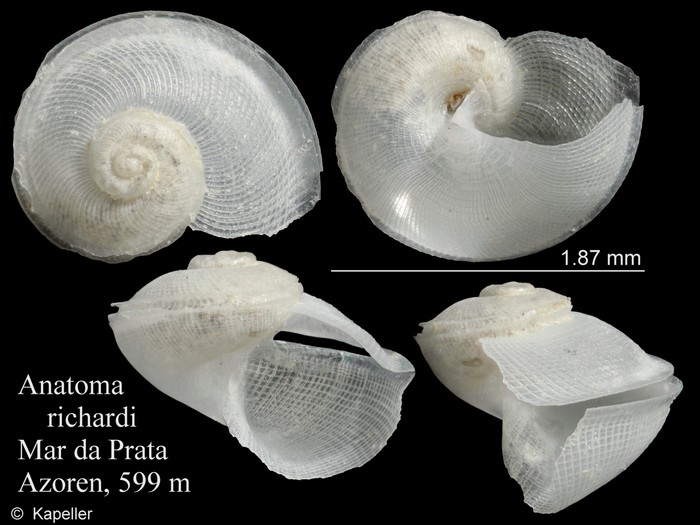 Anatoma richardi Anatoma richardi