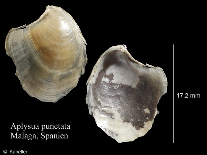 Aplysia punctata Aplysia punctata
