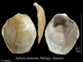 Aplysia punctata