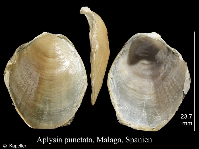 Aplysia punctata Aplysia punctata