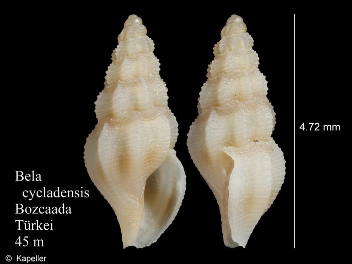 Bela cycladensis Bela cycladensis