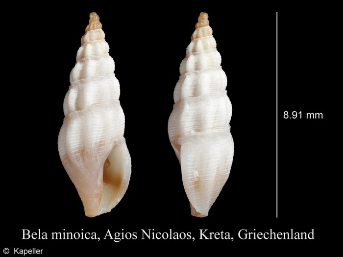 Bela minoica Bela minoica