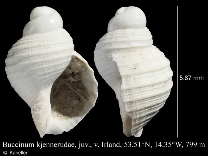 Buccinum kjennerudae