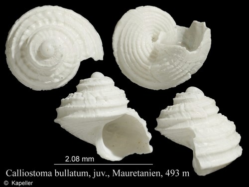 Calliostoma bullatum