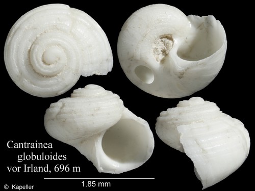 Cantrainea globuloides