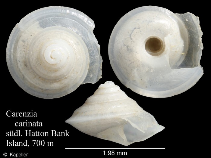 Carenzia carinata