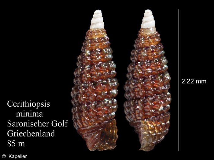 Cerithiopsis minima Cerithiopsis minima