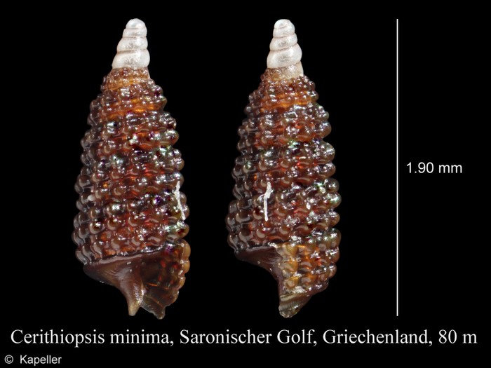 Cerithiopsis minima Cerithiopsis minima