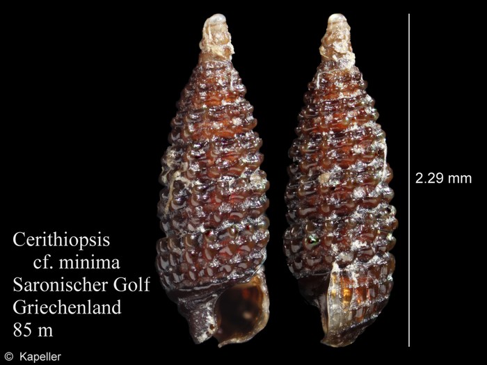Cerithiopsis minima Cerithiopsis minima