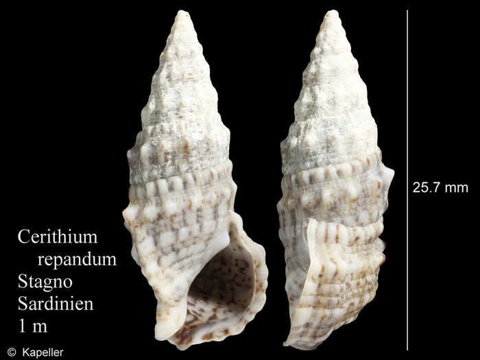 Cerithium repandum Cerithium repandum