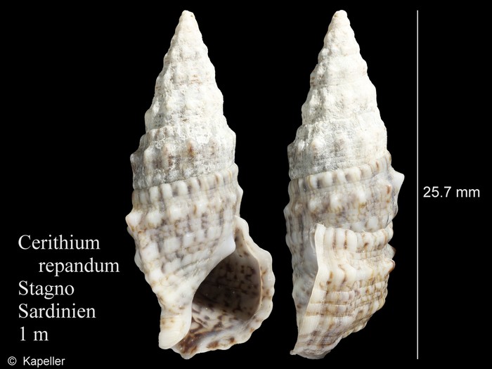 Cerithium repandum