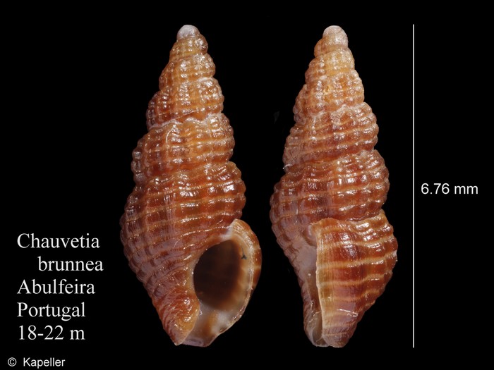 Chauvetia brunnea