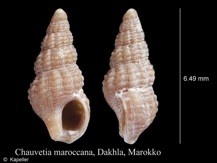 Chauvetia maroccana