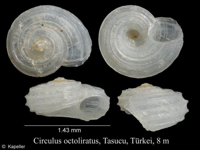 Circulus octoliratus