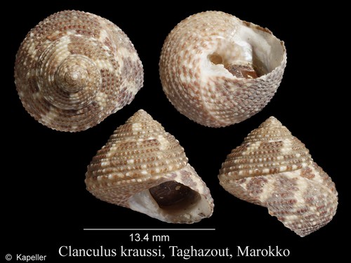 Clanculus kraussi