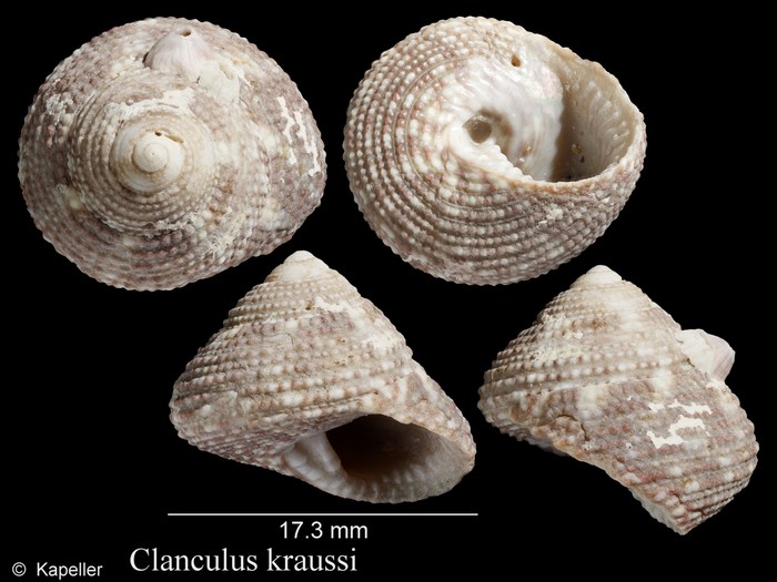 Clanculus kraussi