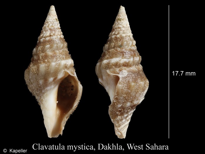 Clavatula mystica