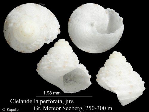 Clelandella perforata