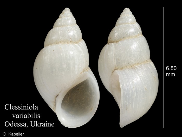 Clessiniola variabilis