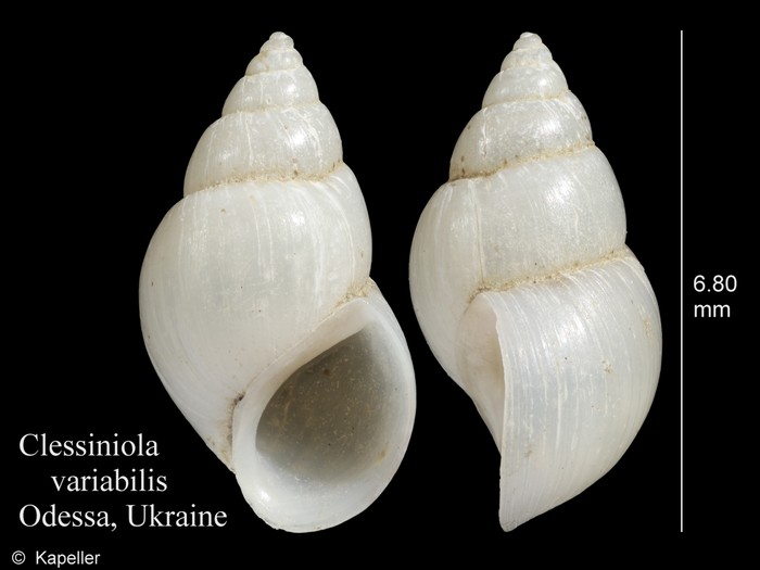 Clessiniola variabilis Clessiniola variabilis