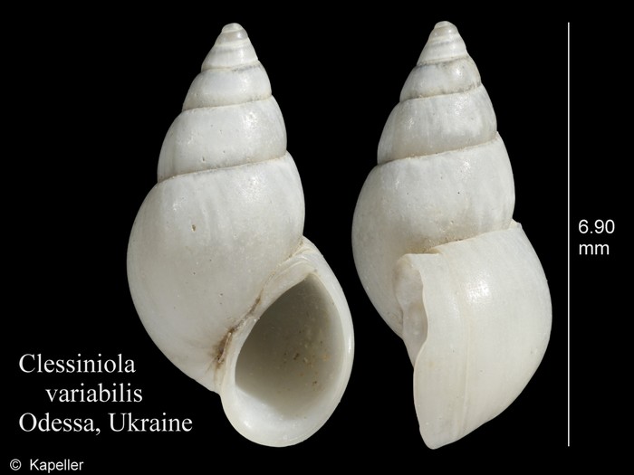 Clessiniola variabilis Clessiniola variabilis