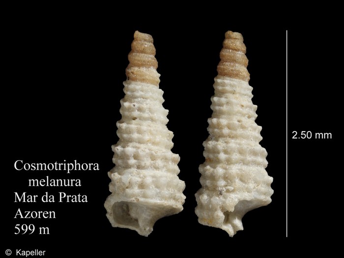 Cosmotriphora melanura Cosmotriphora melanura