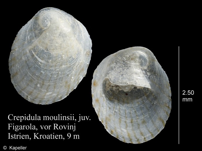 Crepidula moulinsii