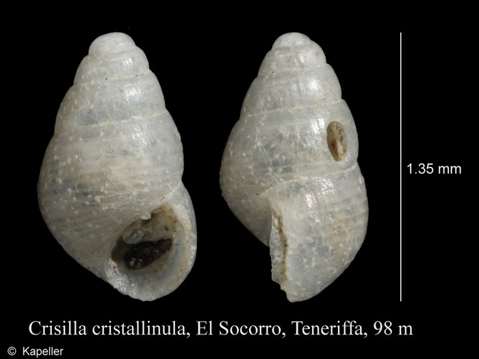 Crisilla cristallinula