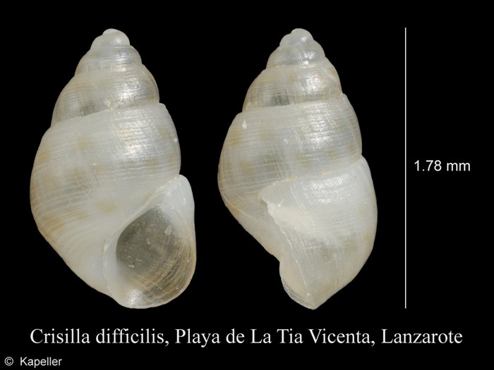 Crisilla difficilis Crisilla difficilis