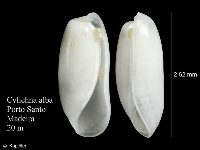 Cylichna alba Cylichna alba