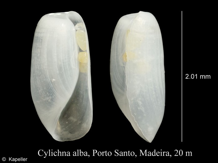 Cylichna alba Cylichna alba