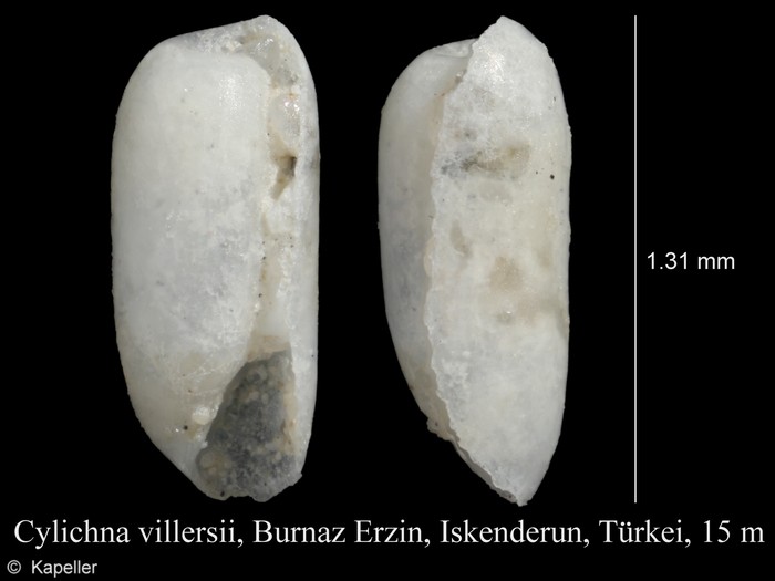 Cylichna villersii Cylichna villersii