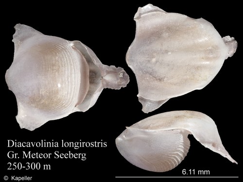 Diacavolinia longirostris