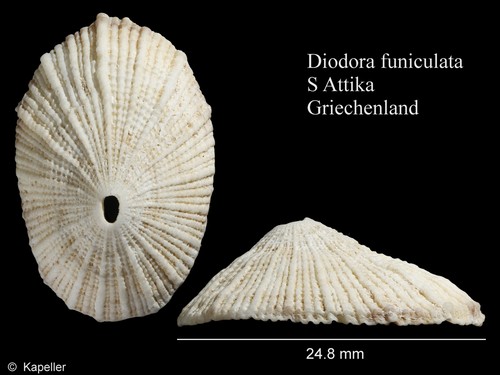 Diodora funiculata