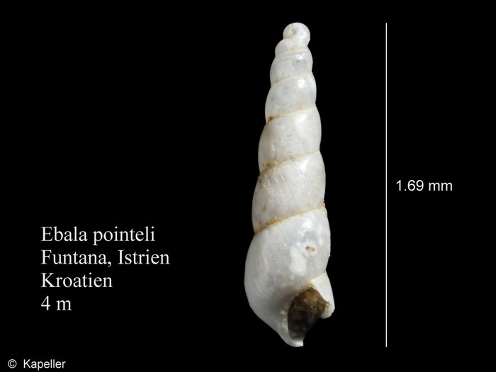 Ebala pointeli Ebala pointeli