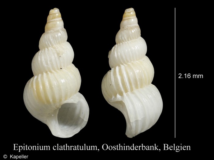 Epitonium clathratulum Epitonium clathratulum