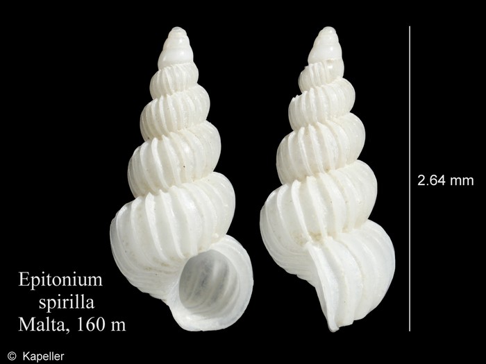 Epitonium spirilla Epitonium spirilla