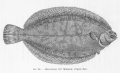 Pleuronectiformes