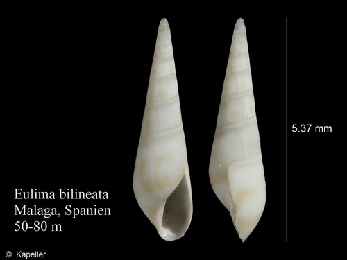 Eulima bilineata