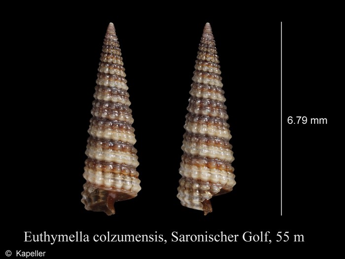 Euthymella colzumensis