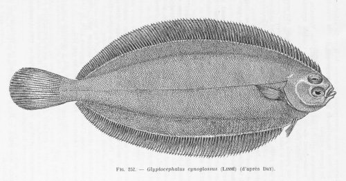 Poll (1947, fig. 252)